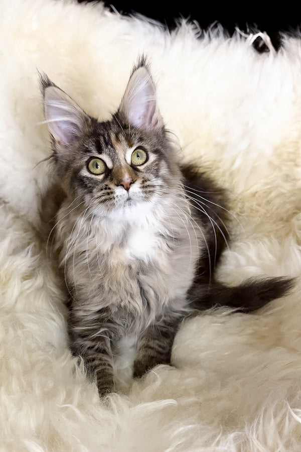 Stella | Maine Coon Kitten