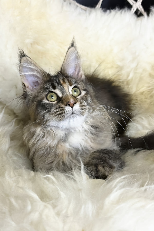 Stella | Maine Coon Kitten