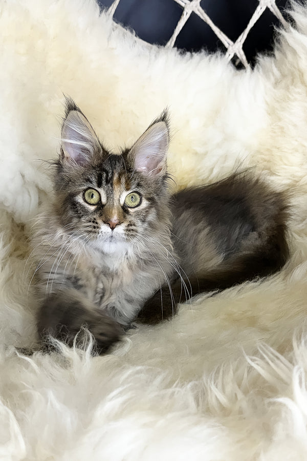 Stella | Maine Coon Kitten