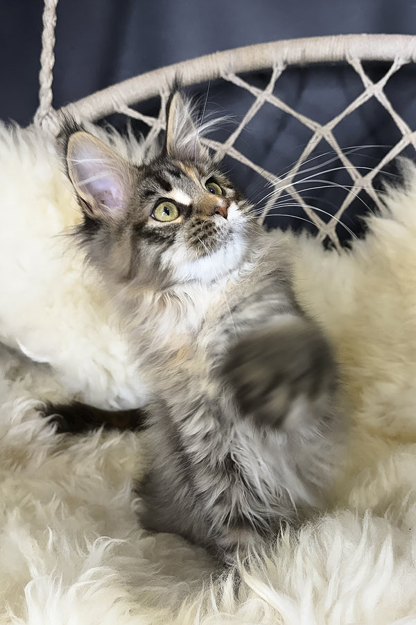 Stella | Maine Coon Kitten