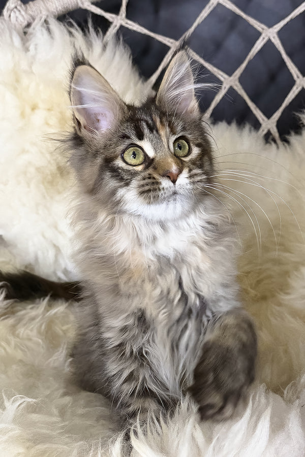 Stella | Maine Coon Kitten