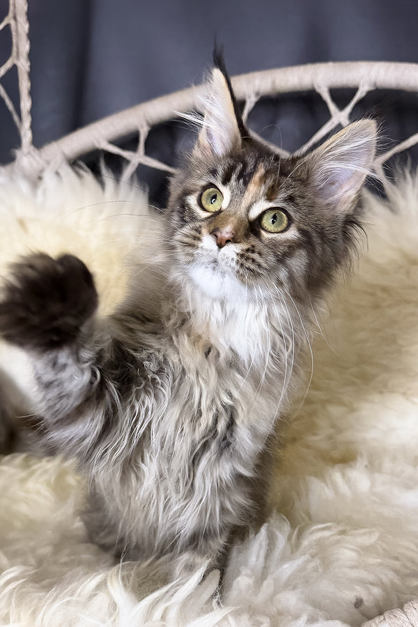Stella | Maine Coon Kitten