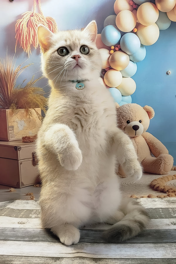 Steve | British Shorthair Kitten