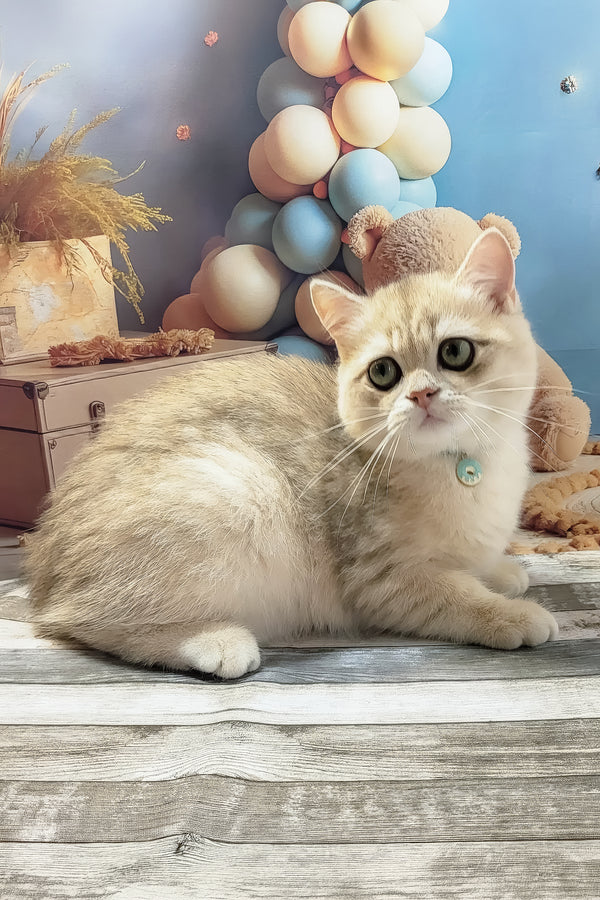 Steve | British Shorthair Kitten