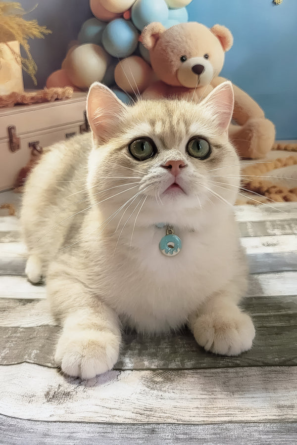 Steve | British Shorthair Kitten