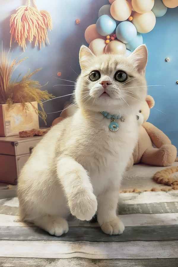 Steve | British Shorthair Kitten
