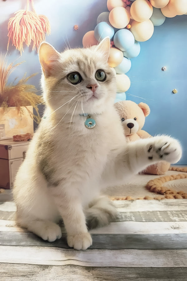Steve | British Shorthair Kitten