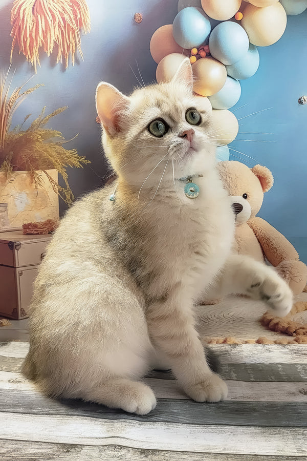 Steve | British Shorthair Kitten