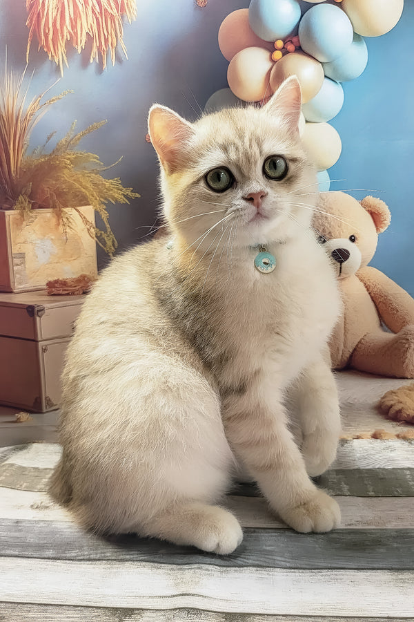Steve | British Shorthair Kitten