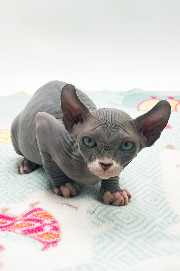 Stevie | Sphynx Kitten