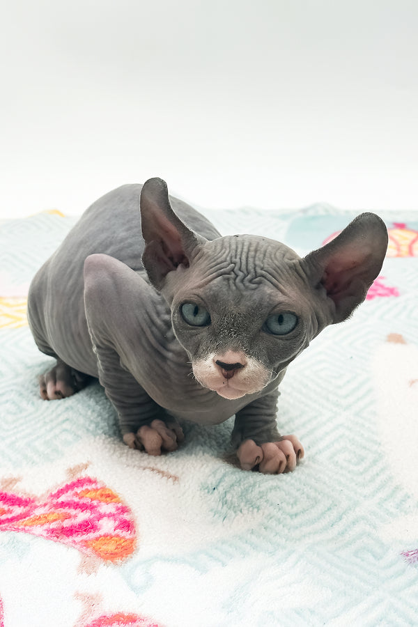 Stevie | Sphynx Kitten
