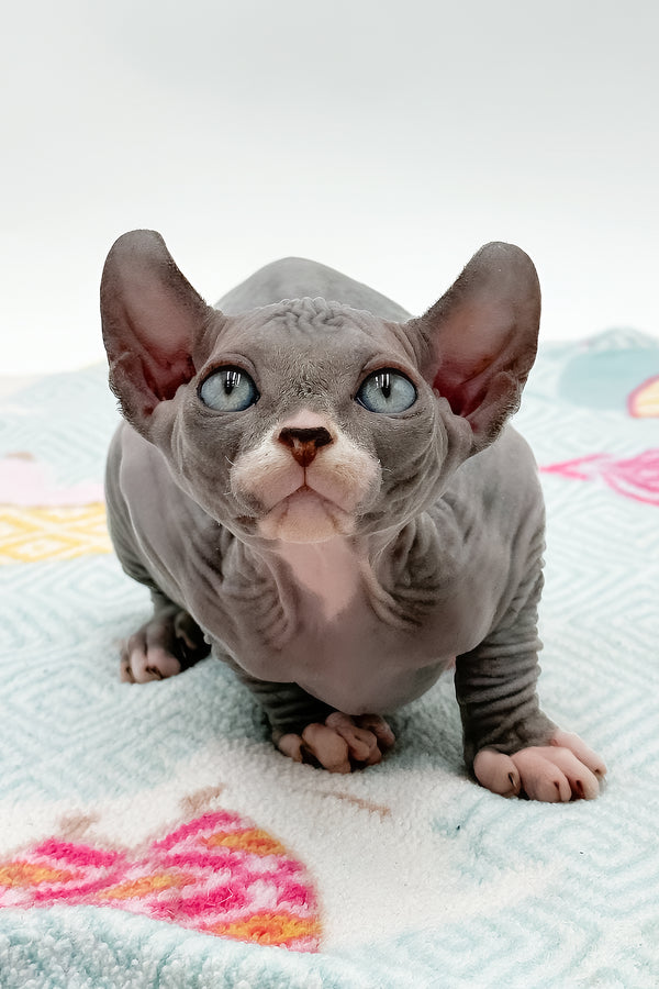 Stevie | Sphynx Kitten