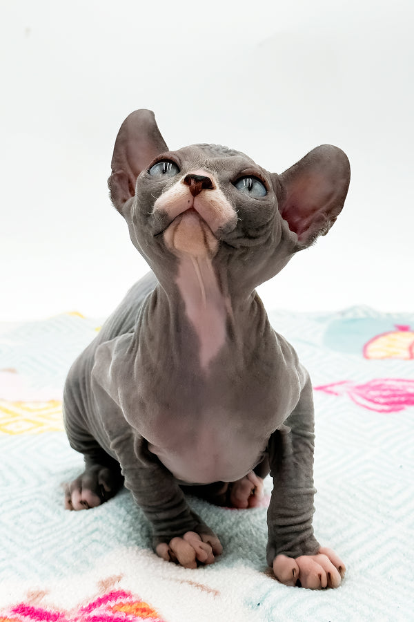 Stevie | Sphynx Kitten