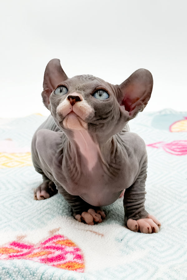 Stevie | Sphynx Kitten