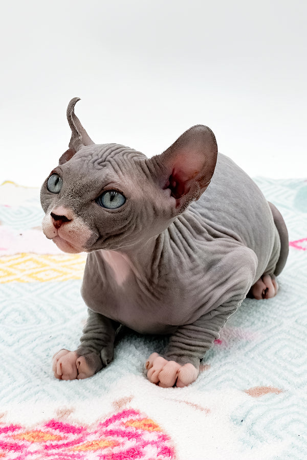 Stevie | Sphynx Kitten