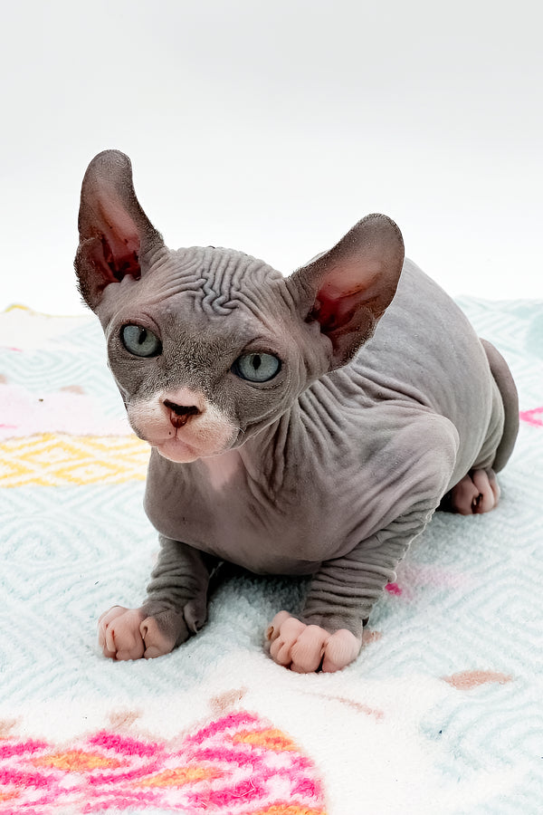 Stevie | Sphynx Kitten