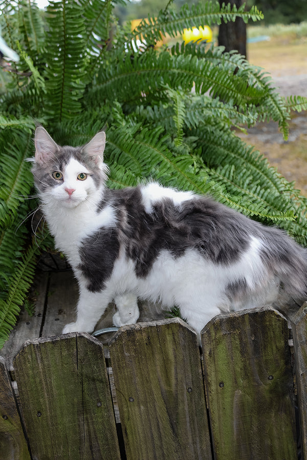 Sky | Maine Coon Kitten