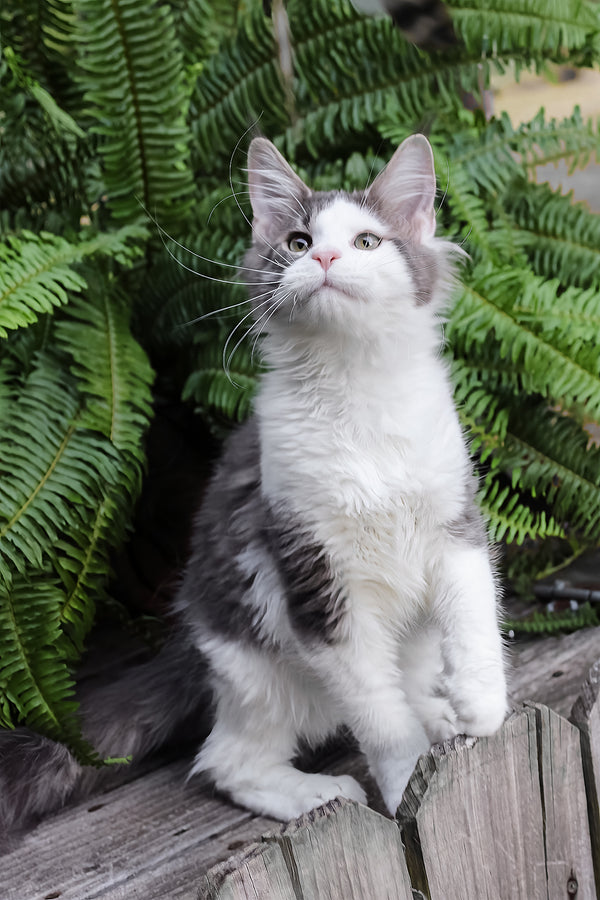 Sky | Maine Coon Kitten