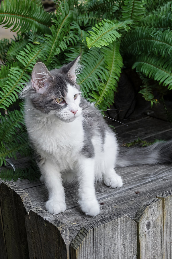 Sky | Maine Coon Kitten