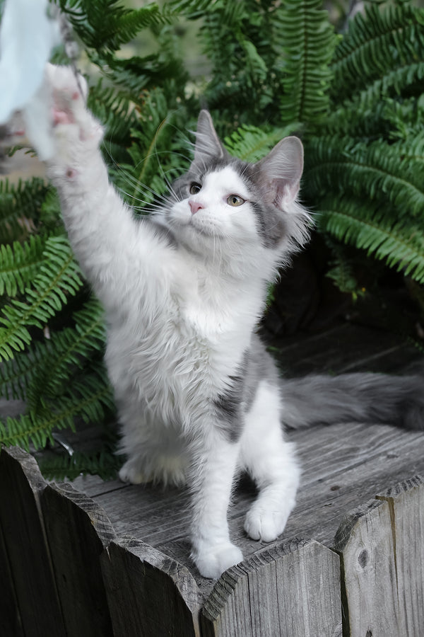Sky | Maine Coon Kitten
