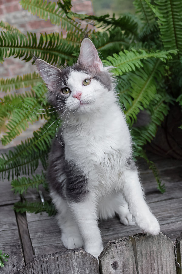 Sky | Maine Coon Kitten
