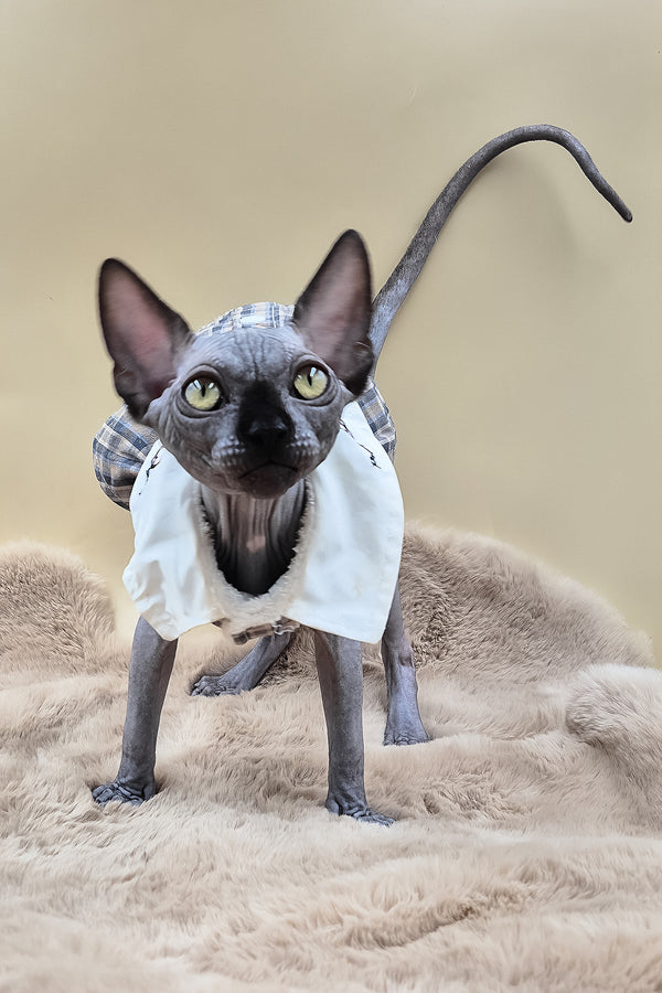 Summi | Canadian Sphynx Kitten