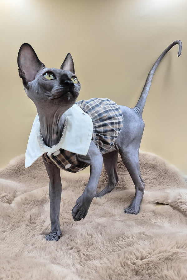 Summi | Canadian Sphynx Kitten