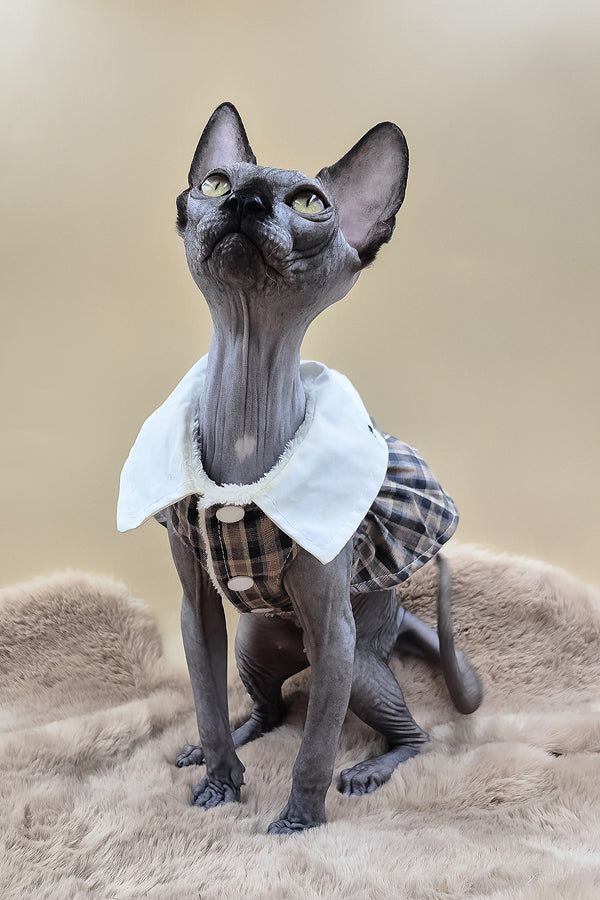 Summi | Canadian Sphynx Kitten