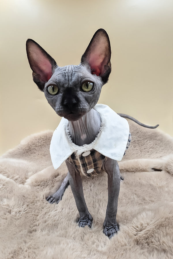 Summi | Canadian Sphynx Kitten