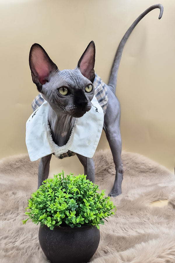 Summi | Canadian Sphynx Kitten