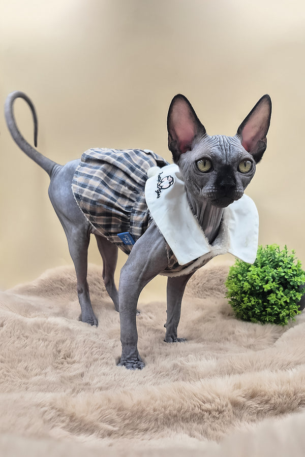 Summi | Canadian Sphynx Kitten