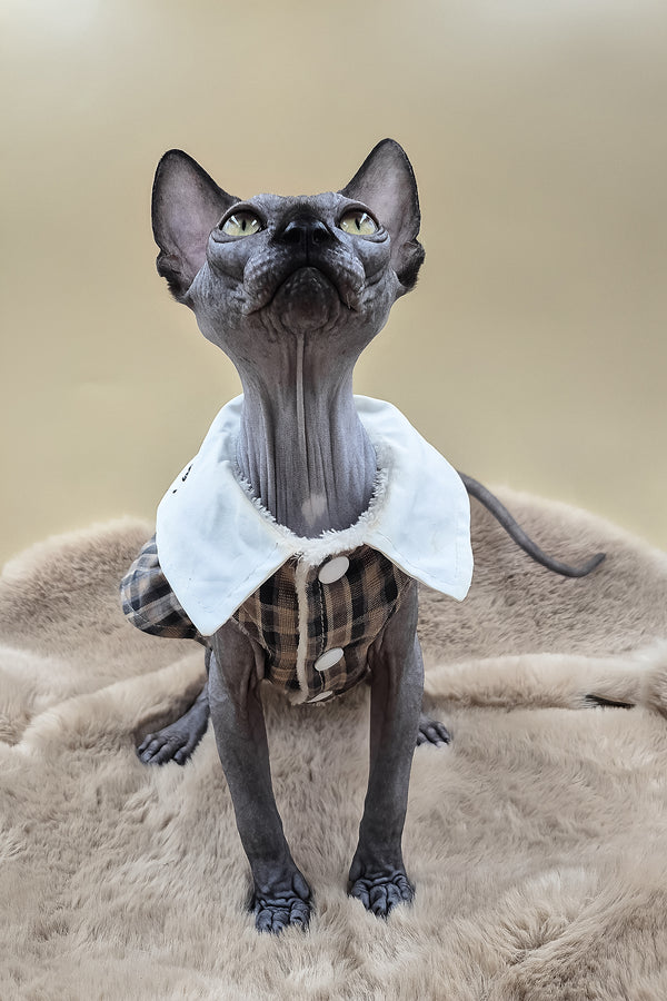 Summi | Canadian Sphynx Kitten