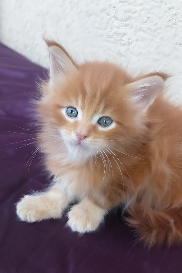 Sunny | Maine Coon Kitten