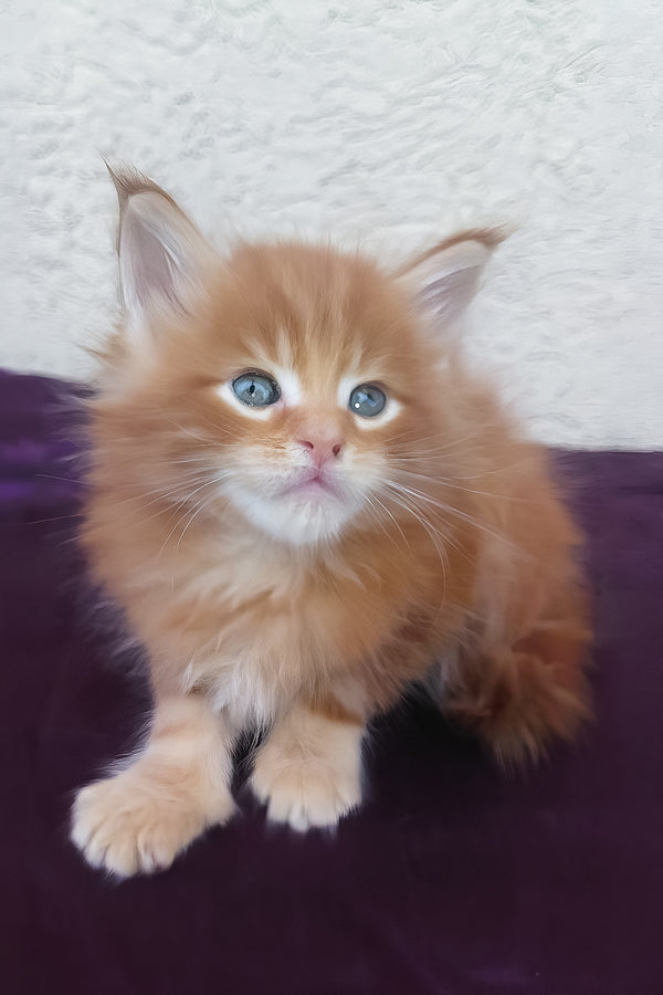 Sunny | Maine Coon Kitten