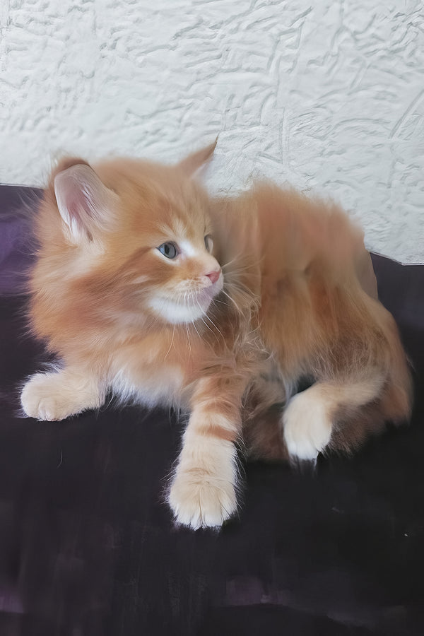Sunny | Maine Coon Kitten