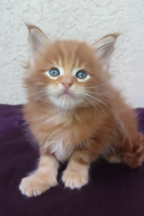Sunny | Maine Coon Kitten
