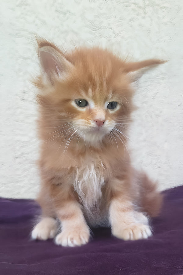 Sunny | Maine Coon Kitten