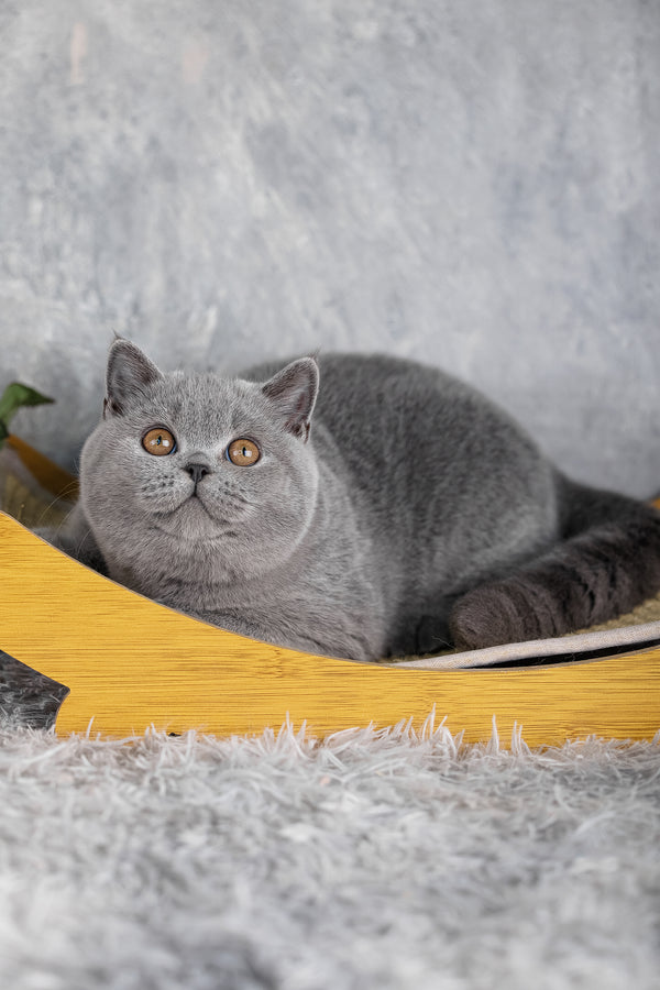 Suzy | British Shorthair Kitten