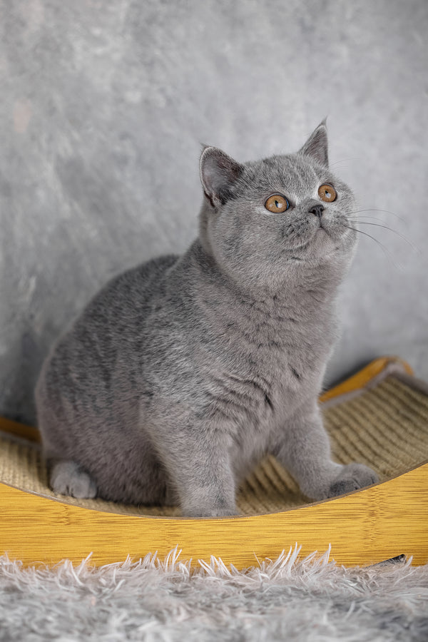 Suzy | British Shorthair Kitten