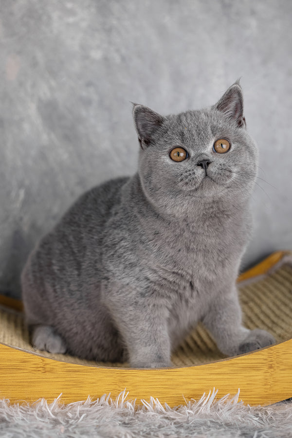 Suzy | British Shorthair Kitten