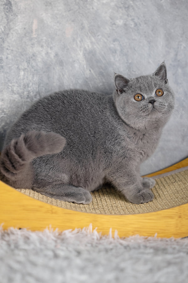 Suzy | British Shorthair Kitten