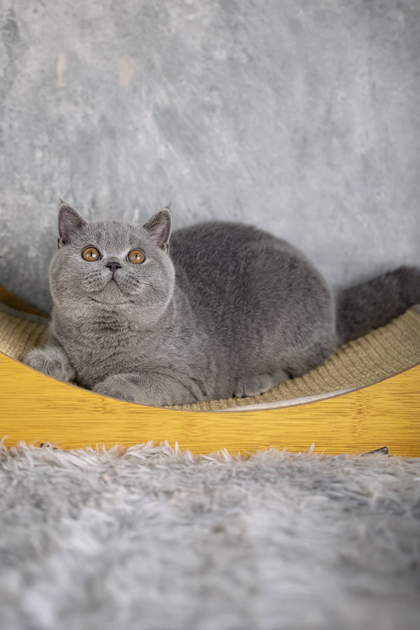 Suzy | British Shorthair Kitten