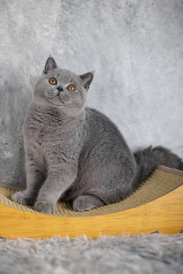 Suzy | British Shorthair Kitten