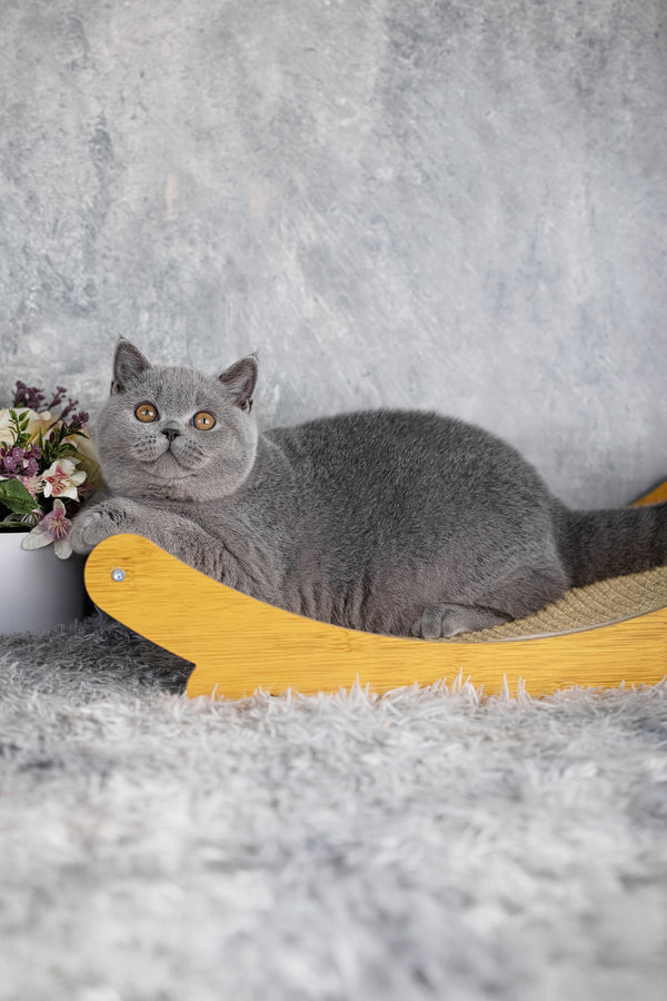 Suzy | British Shorthair Kitten