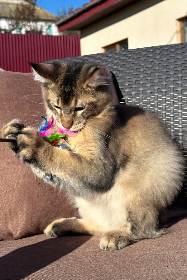 Sydney | Golden Maine Coon Kitten