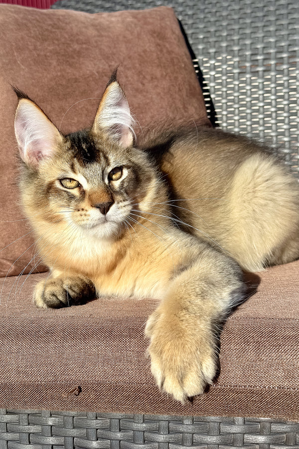 Sydney | Golden Maine Coon Kitten