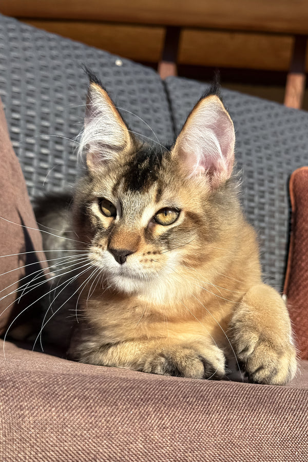 Sydney | Golden Maine Coon Kitten
