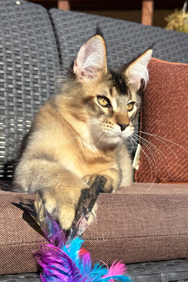 Sydney | Golden Maine Coon Kitten