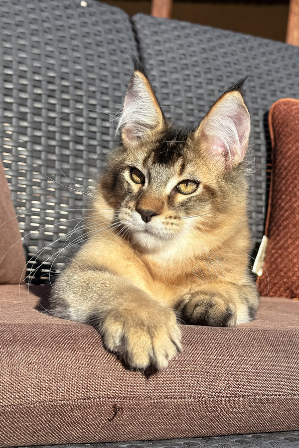 Sydney | Golden Maine Coon Kitten