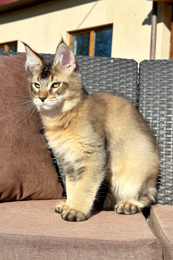 Sydney | Golden Maine Coon Kitten